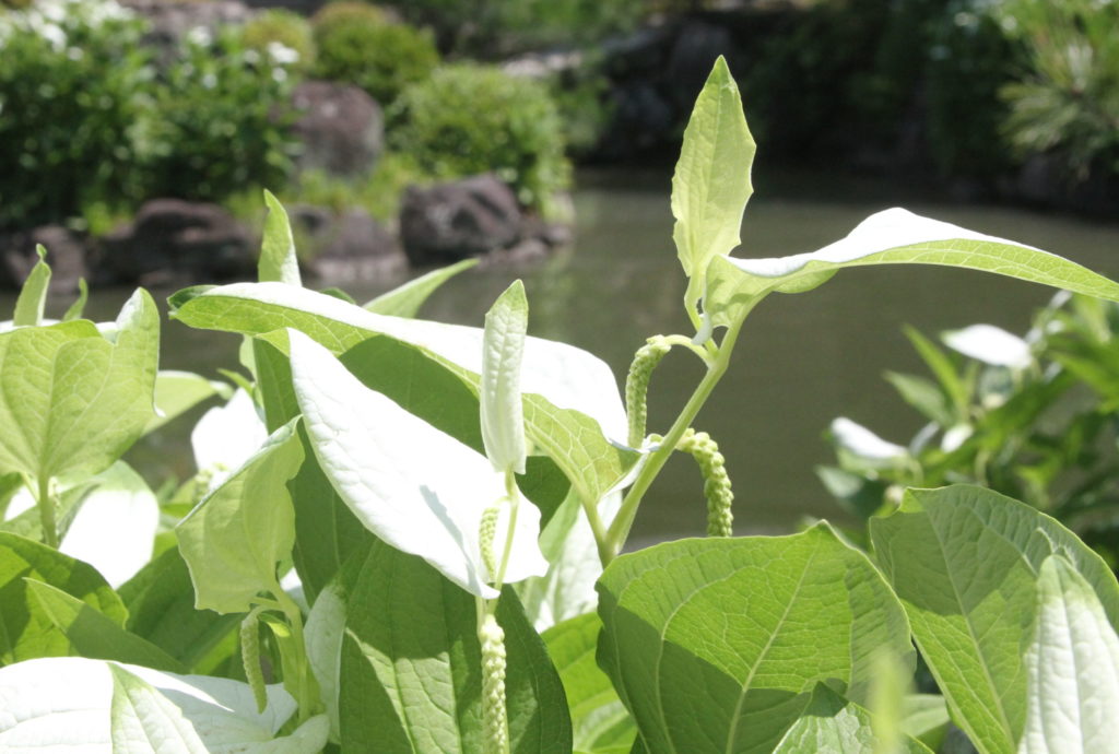〈Topic ’24〉白い半夏生彩る庭園　両足院 初夏の特別拝観
